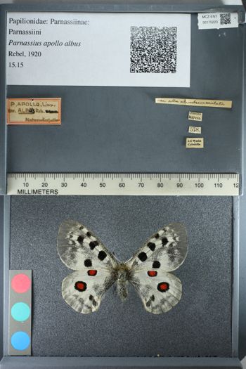 Media type: image;   Entomology 175223